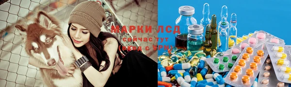 стаф Алзамай